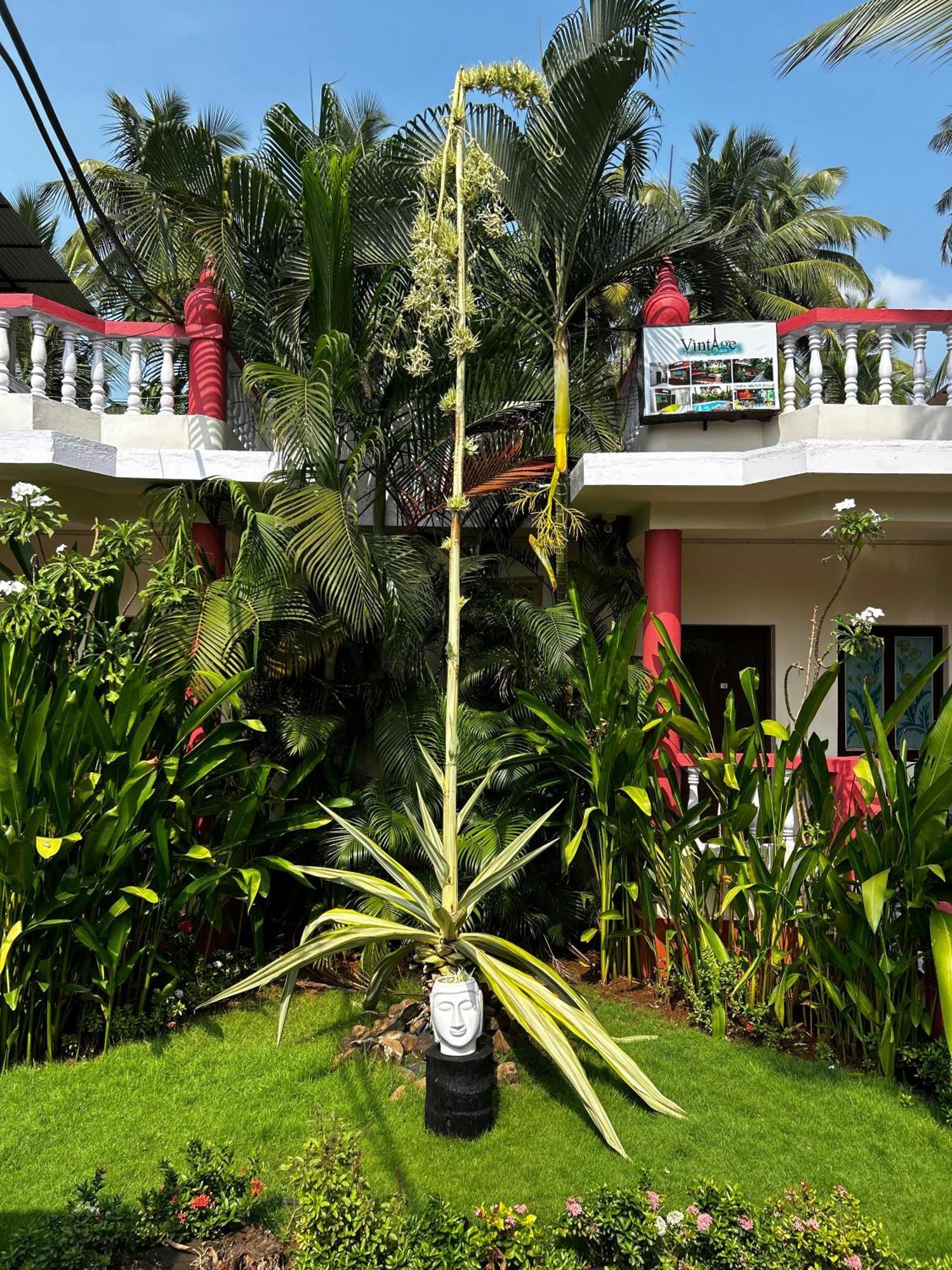 Vintage Beach Resort Agonda Eksteriør billede